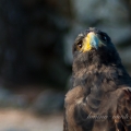 falcon