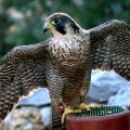 Falcon Center Šibenik