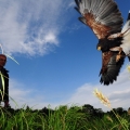 Falcon Center