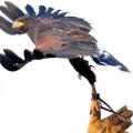 Falcon Center Šibenik