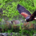Falcon Center Šibenik