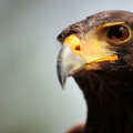 Falcon Center Šibenik